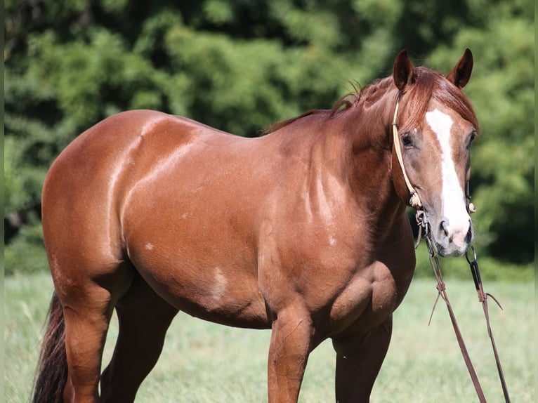 American Quarter Horse Gelding 4 years 14.2 hh Chestnut in Hugo, OK