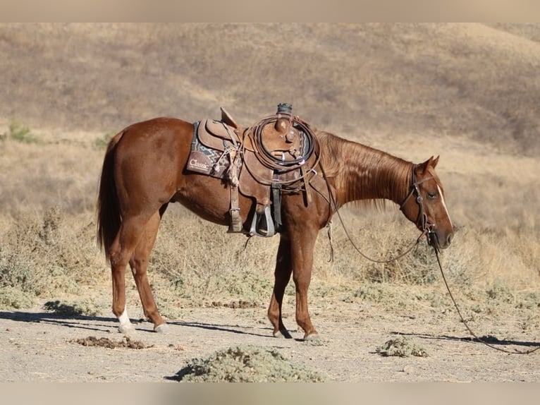 American Quarter Horse Gelding 4 years 14.2 hh Chestnut in King City CA
