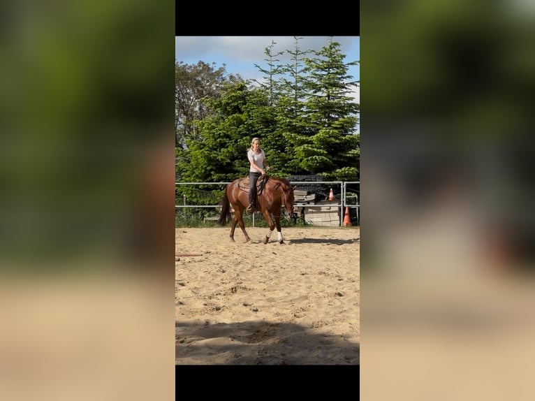American Quarter Horse Gelding 4 years 14.2 hh Chestnut in Todenbüttel
