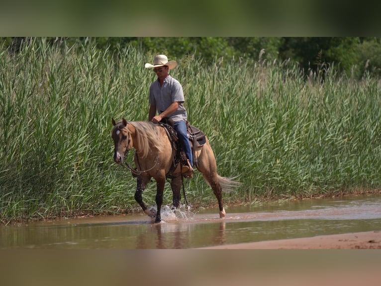 American Quarter Horse Gelding 4 years 14,2 hh Dun in Canyon TX