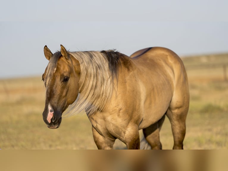 American Quarter Horse Gelding 4 years 14,2 hh Dun in Canyon TX