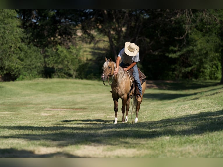 American Quarter Horse Gelding 4 years 14,2 hh Dun in Canyon TX