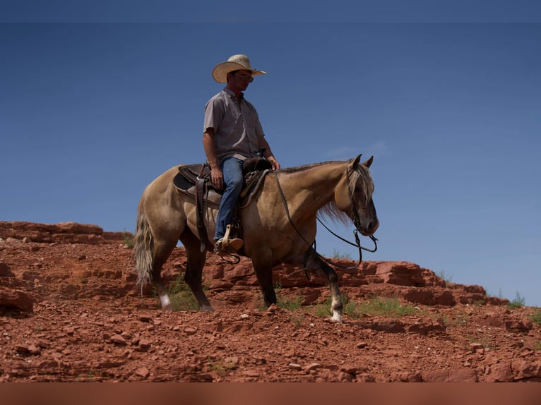 American Quarter Horse Gelding 4 years 14,2 hh Dun in Canyon TX