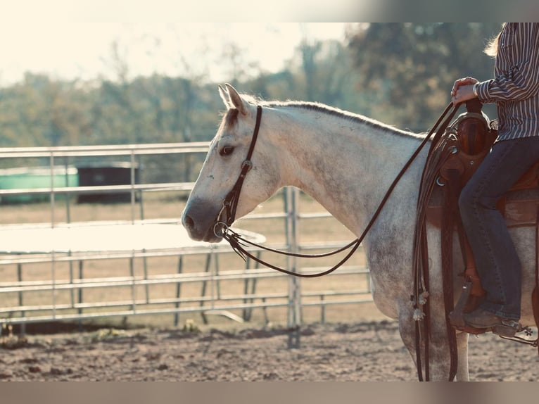 American Quarter Horse Gelding 4 years 14,2 hh Gray in Carthage