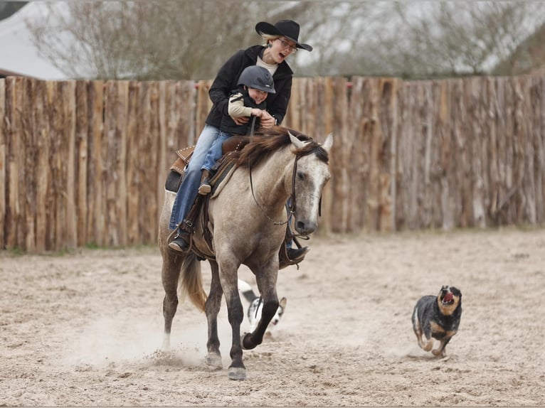 American Quarter Horse Gelding 4 years 14,2 hh Gray in Lufkin, TX