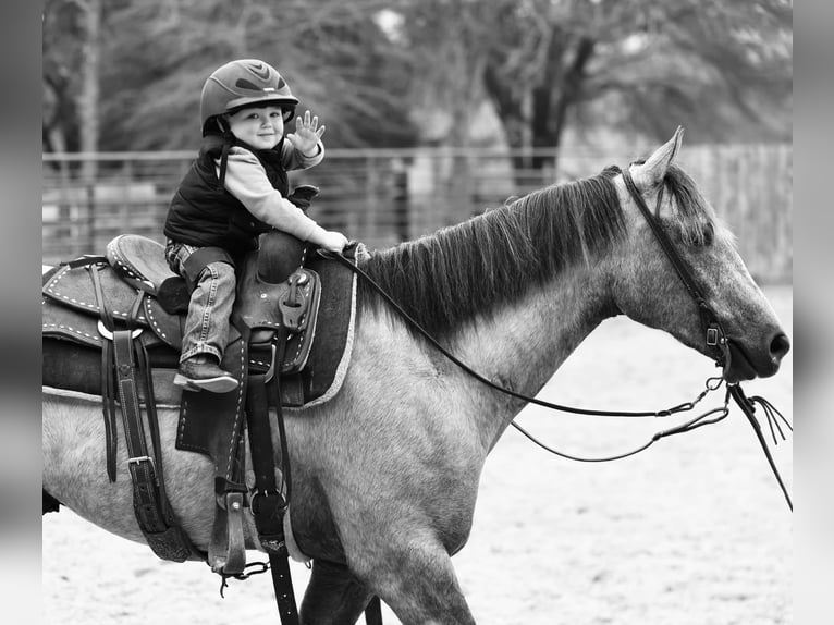 American Quarter Horse Gelding 4 years 14,2 hh Gray in Lufkin, TX