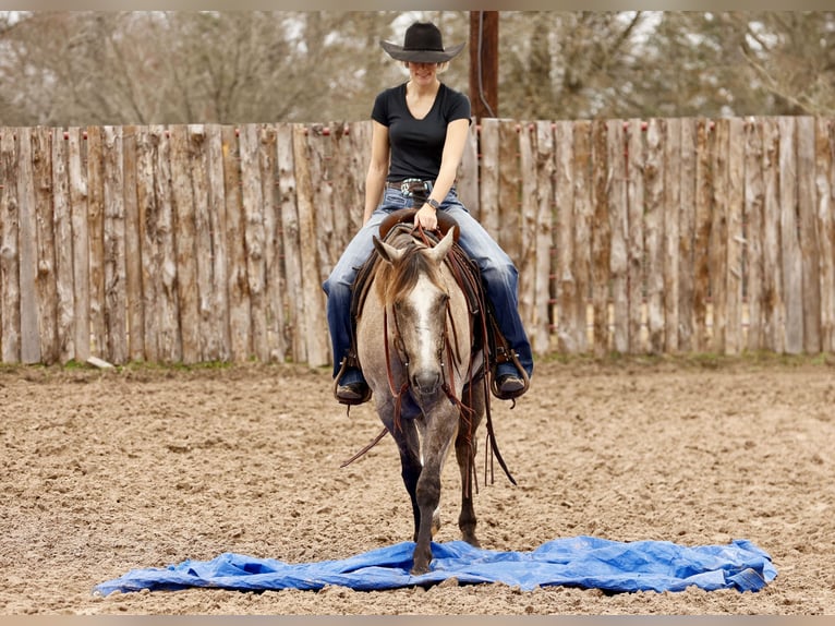 American Quarter Horse Gelding 4 years 14,2 hh Gray in Lufkin, TX