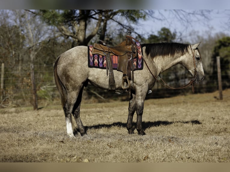 American Quarter Horse Gelding 4 years 14,2 hh Gray in Lufkin, TX