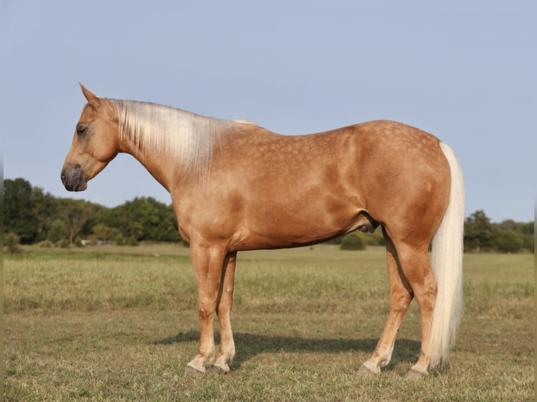 American Quarter Horse Gelding 4 years 14,2 hh Palomino in Buffalo, MO