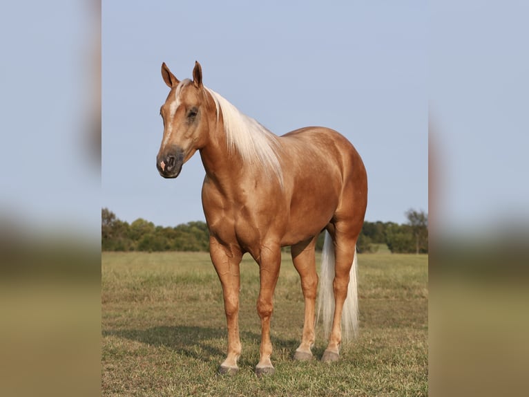 American Quarter Horse Gelding 4 years 14,2 hh Palomino in Buffalo, MO