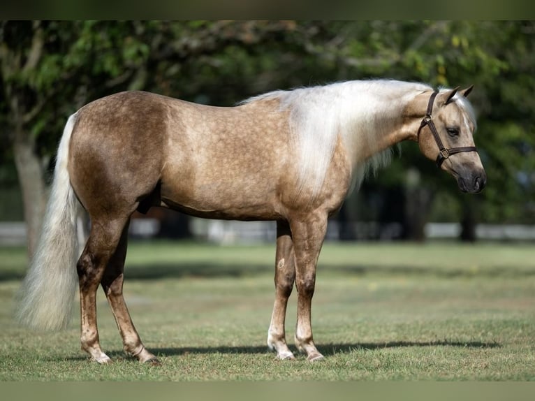 American Quarter Horse Gelding 4 years 14,2 hh Palomino in Madisonville