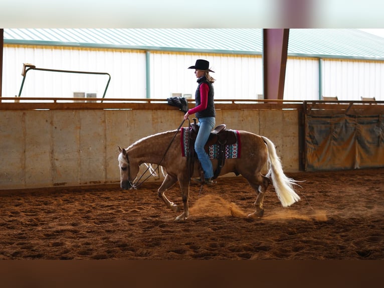 American Quarter Horse Gelding 4 years 14,2 hh Palomino in Madisonville