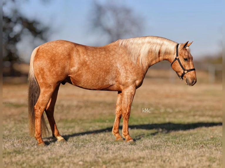 American Quarter Horse Gelding 4 years 14,2 hh Palomino in Madill, OK