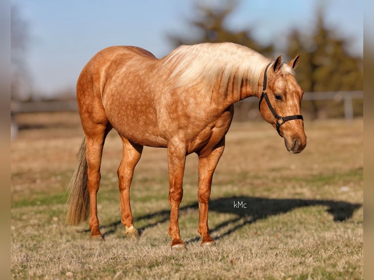 American Quarter Horse Gelding 4 years 14,2 hh Palomino in Madill, OK