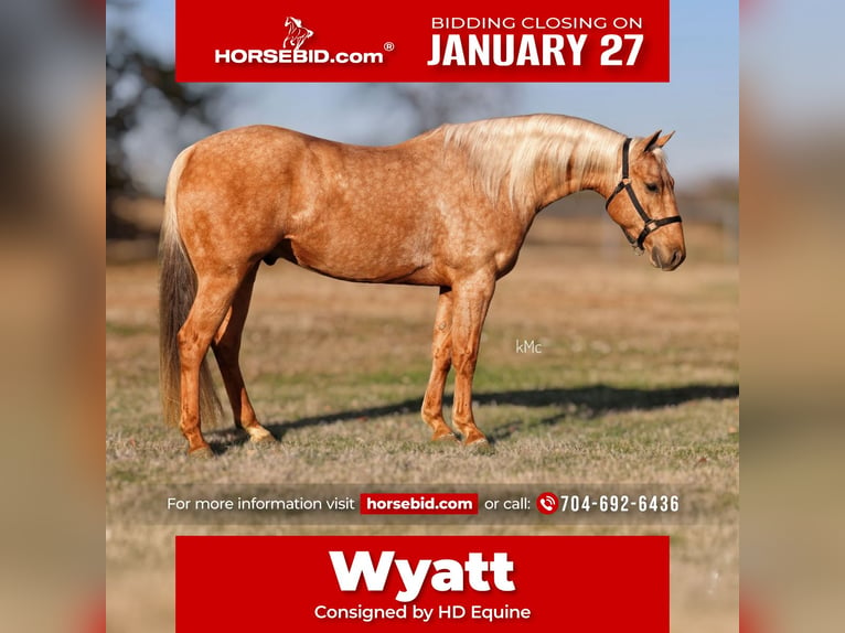 American Quarter Horse Gelding 4 years 14,2 hh Palomino in Madill, OK