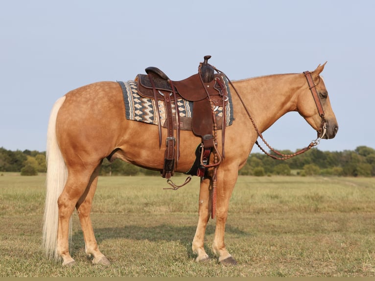 American Quarter Horse Gelding 4 years 14,2 hh Palomino in Buffalo, MO