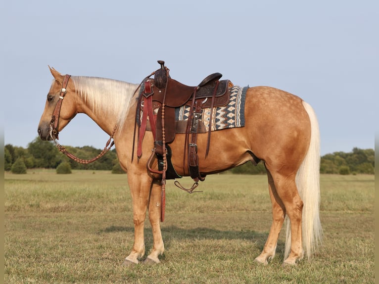 American Quarter Horse Gelding 4 years 14,2 hh Palomino in Buffalo, MO