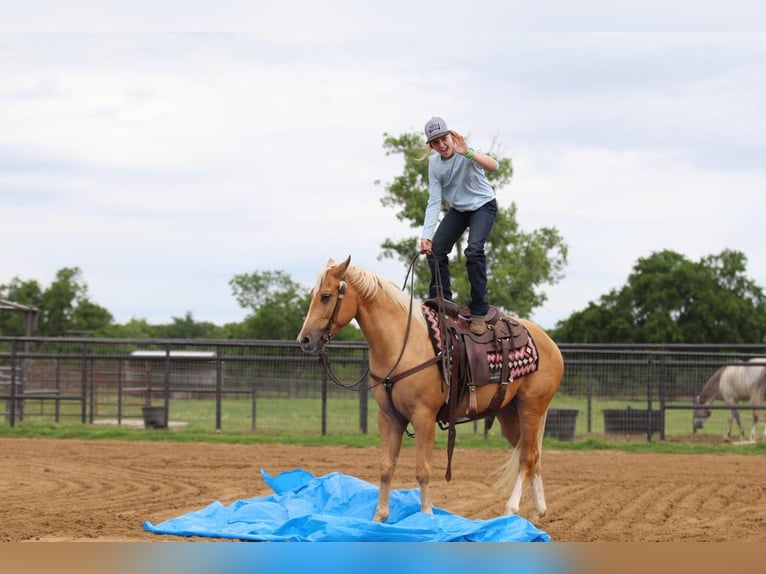 American Quarter Horse Gelding 4 years 14,2 hh Palomino in Pilot Point