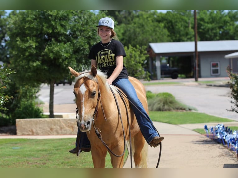 American Quarter Horse Gelding 4 years 14,2 hh Palomino in Pilot Point