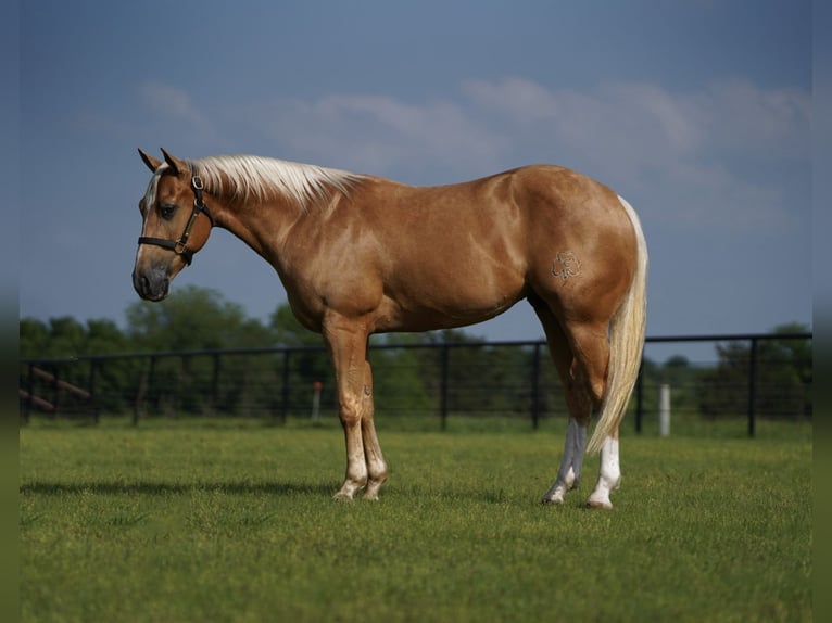 American Quarter Horse Gelding 4 years 14,2 hh Palomino in Pilot Point