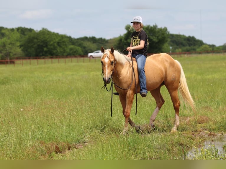 American Quarter Horse Gelding 4 years 14,2 hh Palomino in Pilot Point