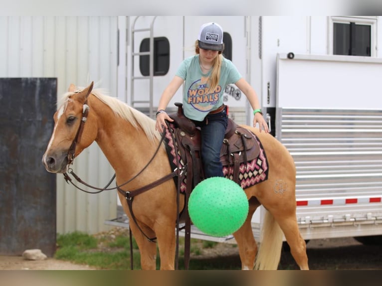 American Quarter Horse Gelding 4 years 14,2 hh Palomino in Pilot Point