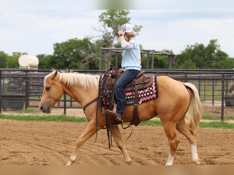 American Quarter Horse Gelding 4 years 14,2 hh Palomino in Pilot Point