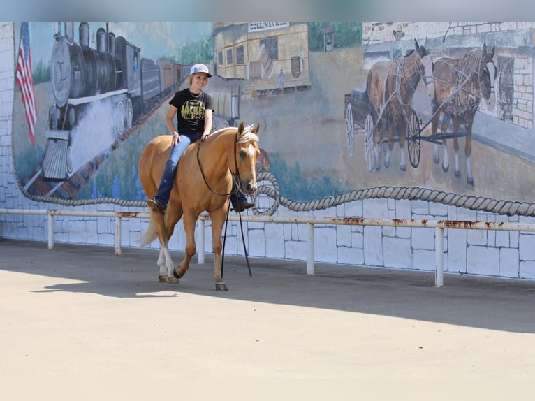 American Quarter Horse Gelding 4 years 14,2 hh Palomino in Pilot Point