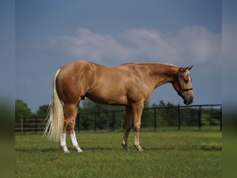 American Quarter Horse Gelding 4 years 14,2 hh Palomino in Pilot Point