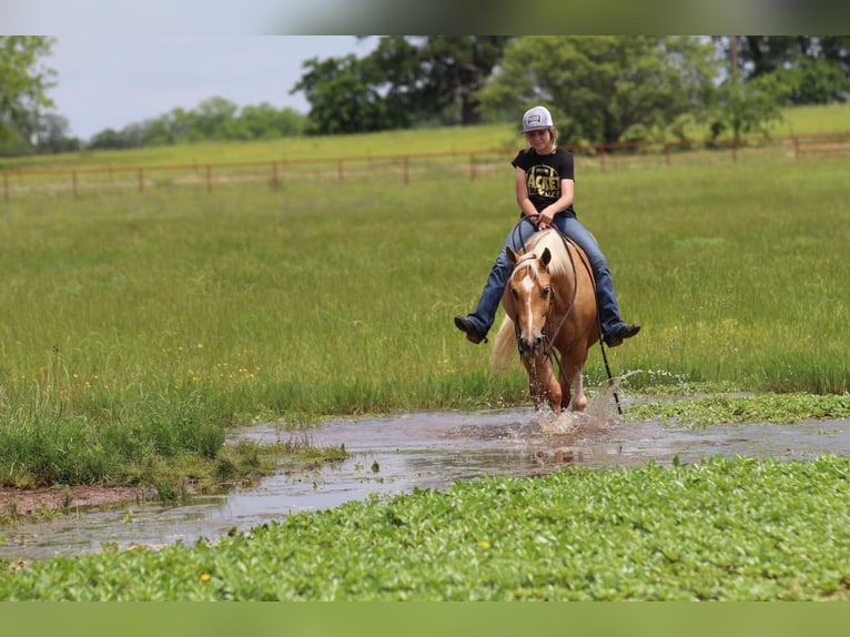 American Quarter Horse Gelding 4 years 14,2 hh Palomino in Pilot Point