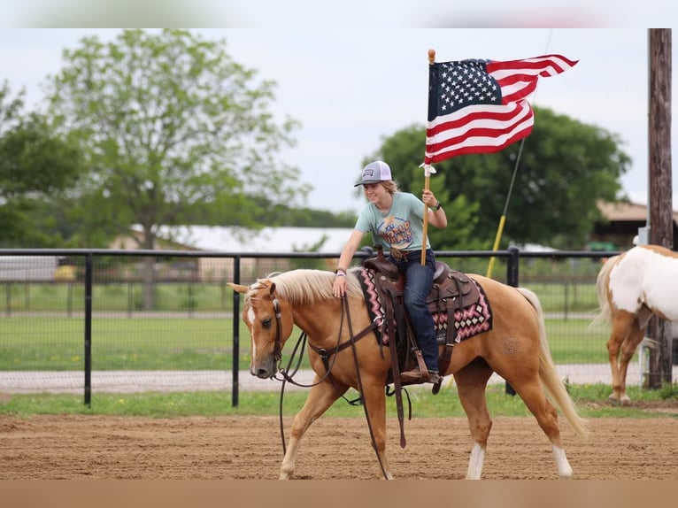 American Quarter Horse Gelding 4 years 14,2 hh Palomino in Pilot Point
