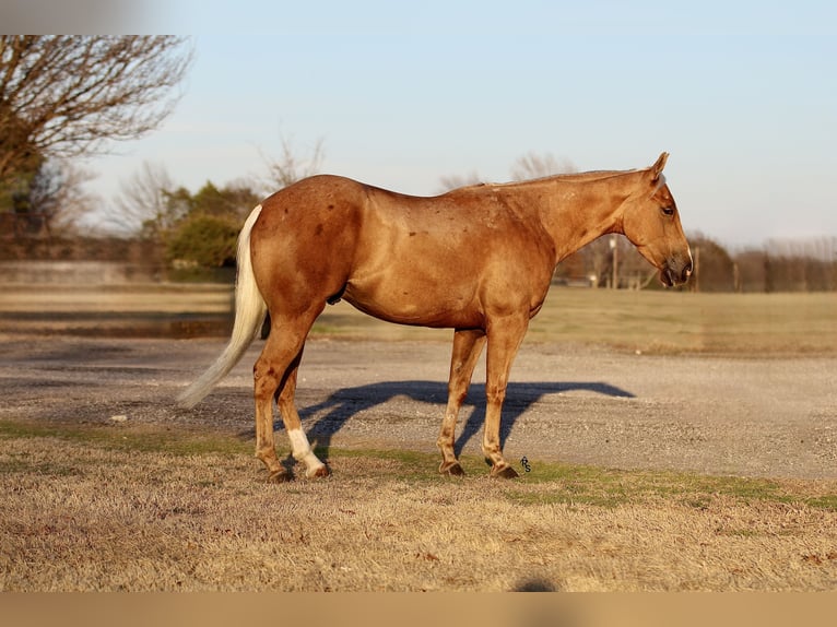 American Quarter Horse Gelding 4 years 14,2 hh Palomino in Whitesboro, TX