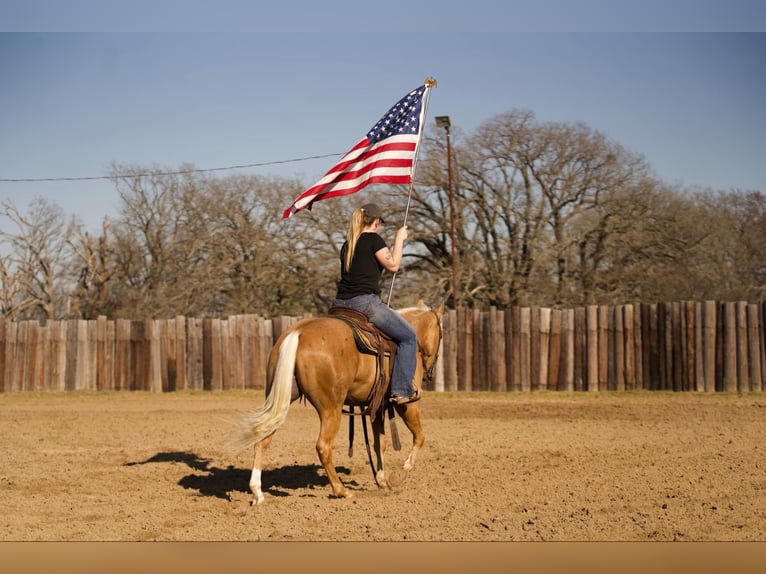 American Quarter Horse Gelding 4 years 14,2 hh Palomino in Whitesboro, TX