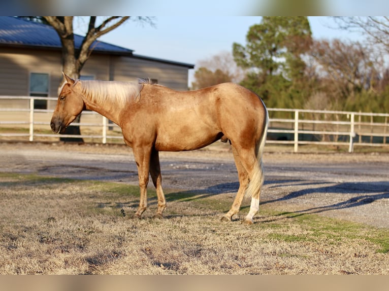 American Quarter Horse Gelding 4 years 14,2 hh Palomino in Whitesboro, TX