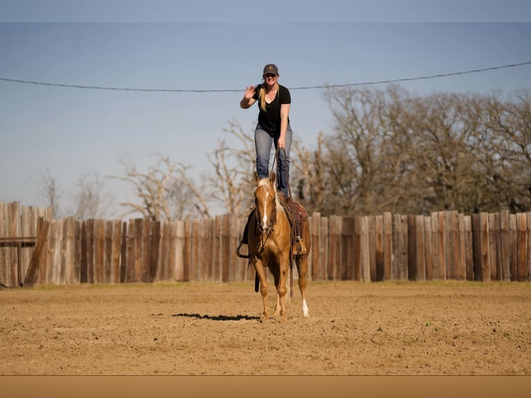 American Quarter Horse Gelding 4 years 14,2 hh Palomino in Whitesboro, TX