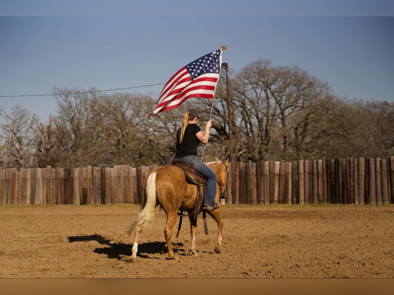 American Quarter Horse Gelding 4 years 14,2 hh Palomino in Whitesboro, TX