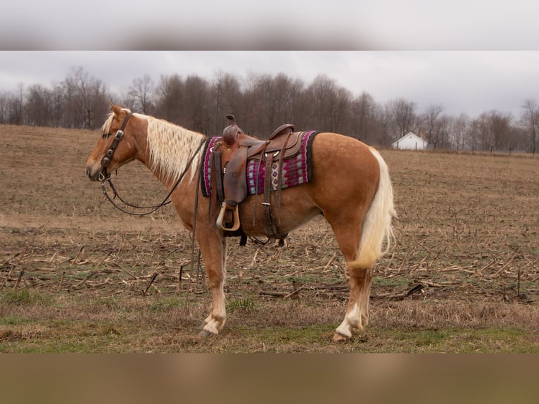 American Quarter Horse Gelding 4 years 14,2 hh Palomino in Dundee