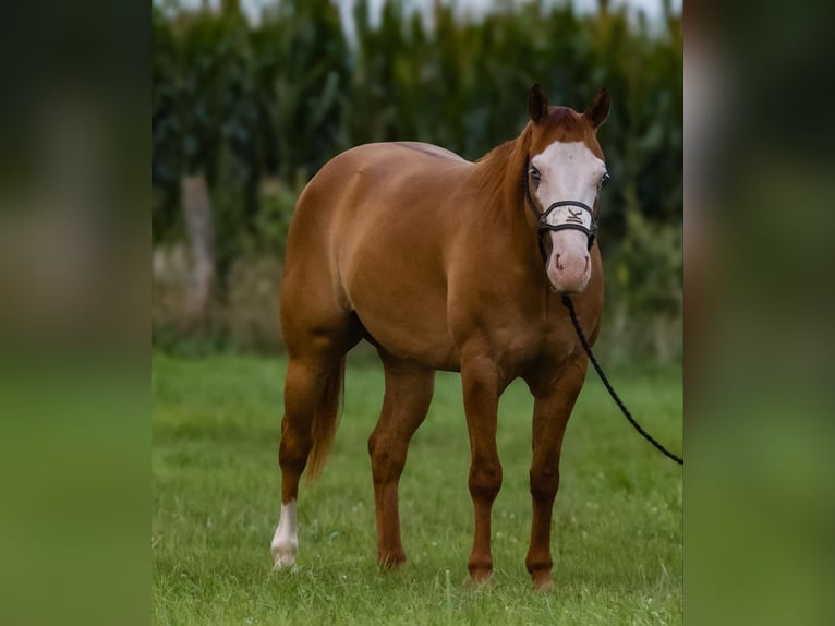 American Quarter Horse Gelding 4 years 14,2 hh Red Dun in Joy, IL