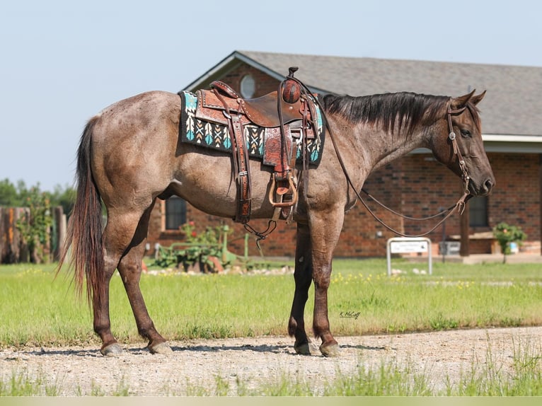 American Quarter Horse Gelding 4 years 14,2 hh Roan-Bay in Ravenna