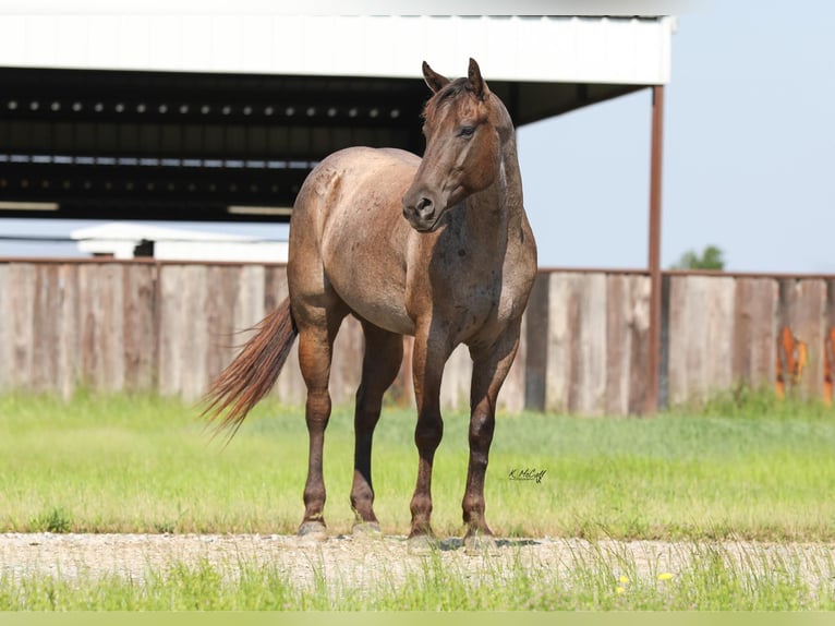 American Quarter Horse Gelding 4 years 14,2 hh Roan-Bay in Ravenna