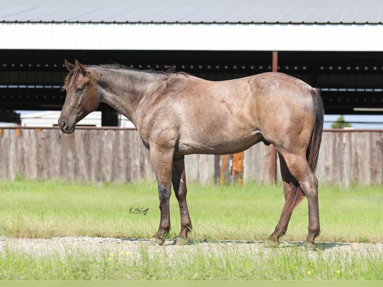 American Quarter Horse Gelding 4 years 14,2 hh Roan-Bay in Ravenna