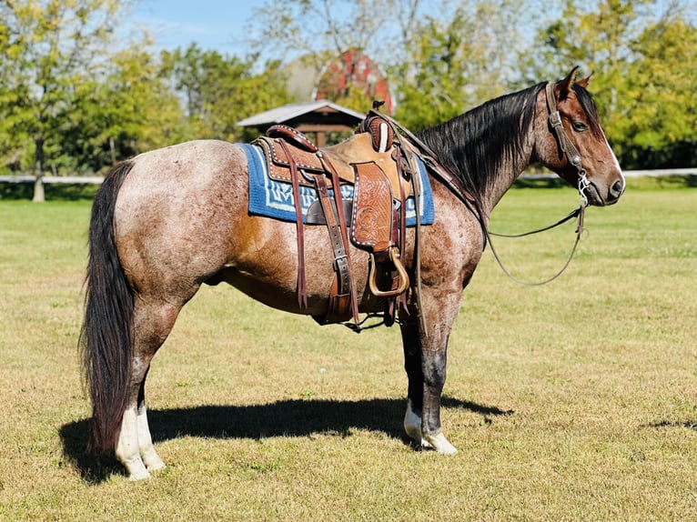 American Quarter Horse Gelding 4 years 14,2 hh Roan-Bay in Zearing, IA