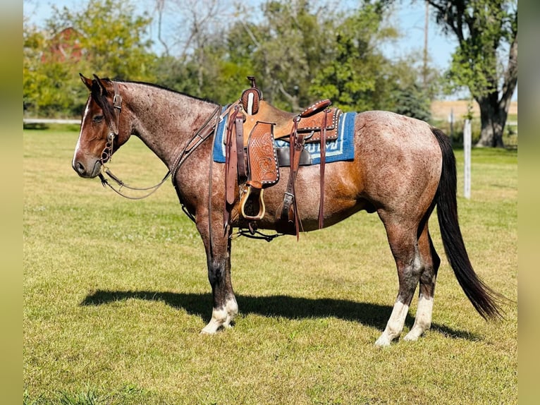 American Quarter Horse Gelding 4 years 14,2 hh Roan-Bay in Zearing, IA