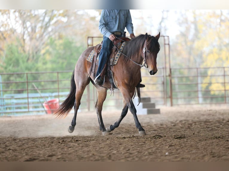 American Quarter Horse Gelding 4 years 14.2 hh Roan-Bay in Cole Camp MO