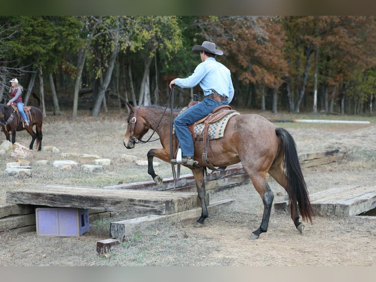 American Quarter Horse Gelding 4 years 14.2 hh Roan-Bay in Cole Camp MO