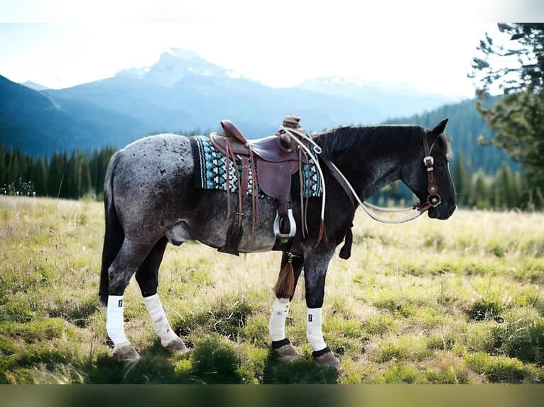 American Quarter Horse Mix Gelding 4 years 14,2 hh Roan-Blue in Dundee