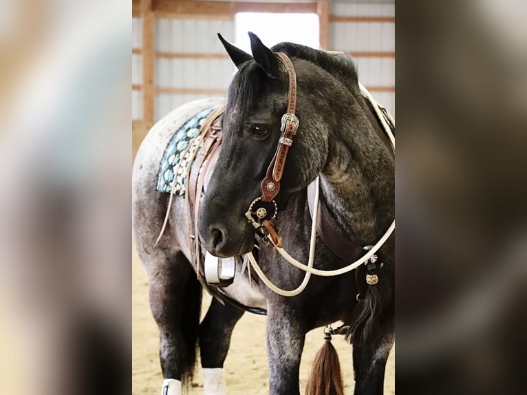 American Quarter Horse Mix Gelding 4 years 14,2 hh Roan-Blue in Dundee