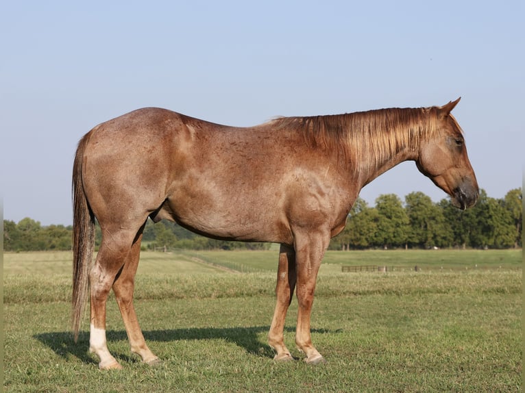 American Quarter Horse Gelding 4 years 14,2 hh Roan-Red in Buffalo, MO