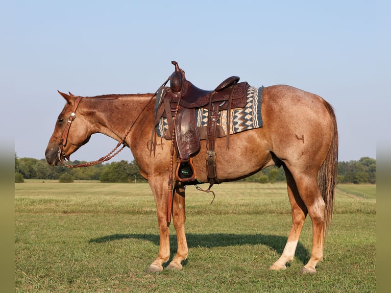 American Quarter Horse Gelding 4 years 14,2 hh Roan-Red in Buffalo, MO