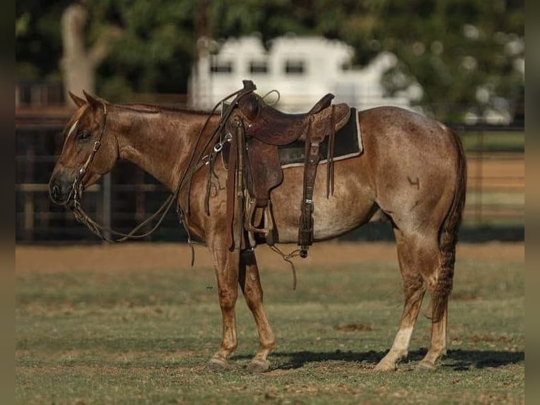 American Quarter Horse Gelding 4 years 14,2 hh Roan-Red in Buffalo, MO